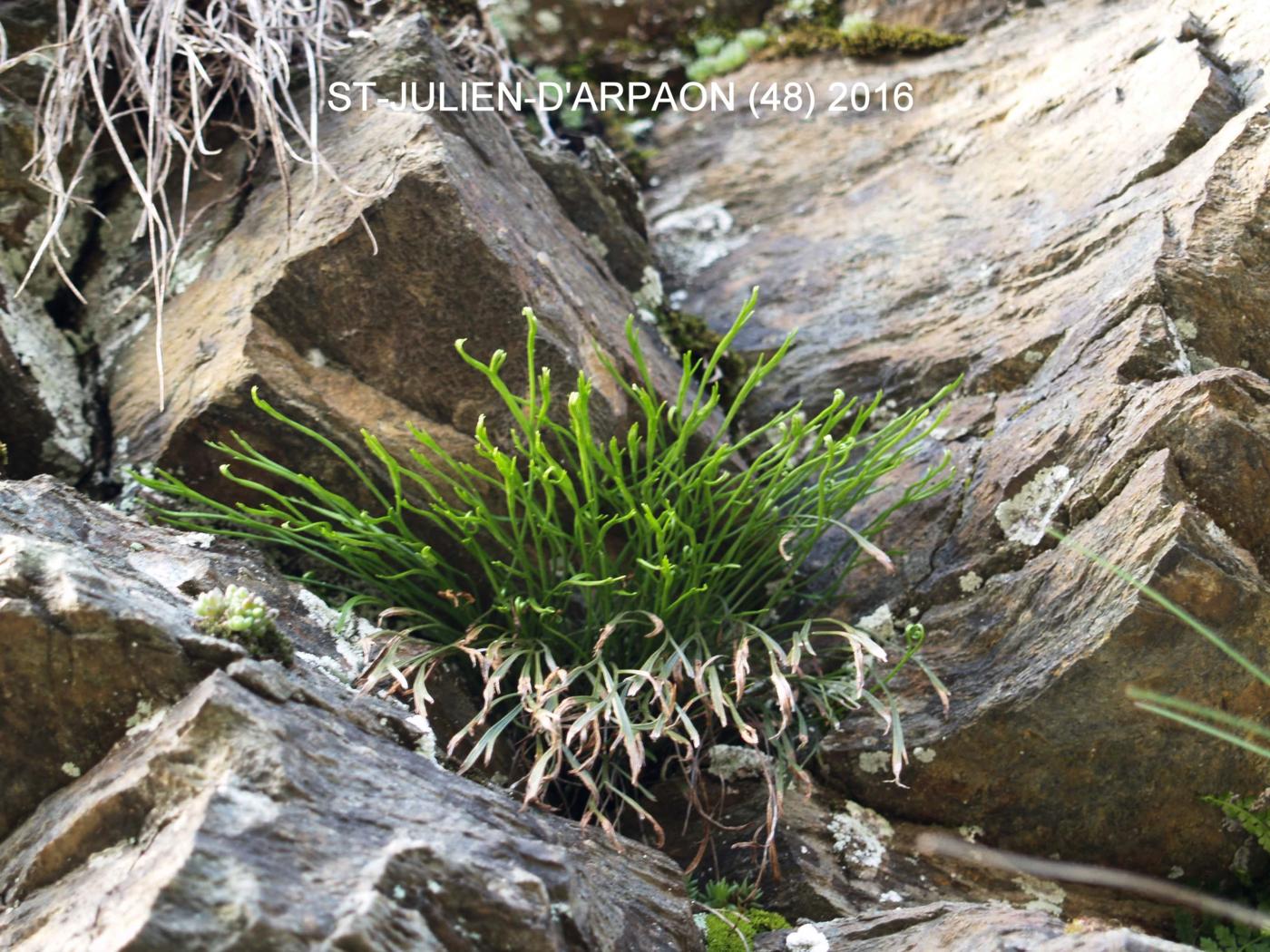 Spleenwort, Forked plant